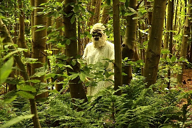 Riverhill Himalayan Gardens on the grounds of Riverhill House, near Underriver, Kent, by Richard Croft.  The gardens feature rhododendrons and rare trees and a view point over the Weald of Kent.  And, for some undivulged reason, a person dressed as a yeti, "moving through Chestnut Wood . . . looking rather uncomfortable in 30° heat on the hottest day of the year." 