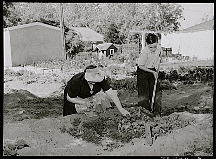 Son's garden, Turlock, CA, 1943, by Russell Lee, Library of Congress
