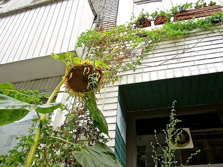 Gallery in Dansaert, Brussels/enclos*ure