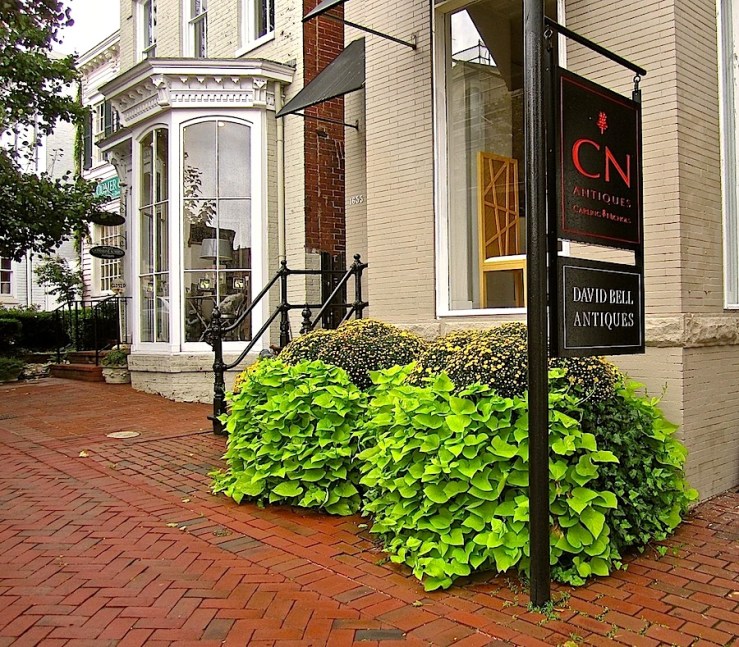 Mums and sw. potato vines in Georgetown:enclos*ure