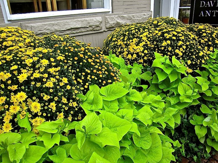 Mums and sw. potato vines:enclos*ure