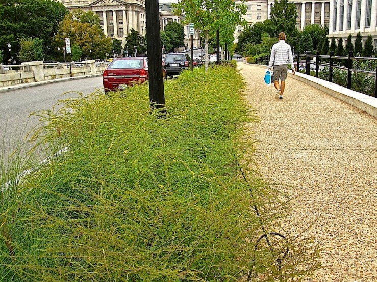 Hellstrip west of Museum of Natural History, Wash., DC/enclos*ure
