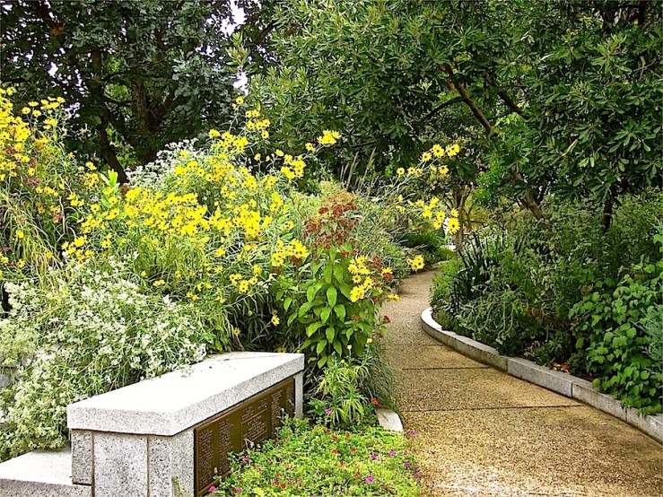 Perennial sunflowers 'Lemon Queen' on the left.
