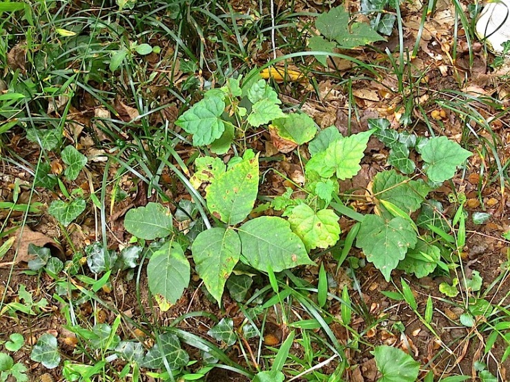 Poison Ivy plus invasive weeds at Dumbarton Oaks Park/enclos*ure