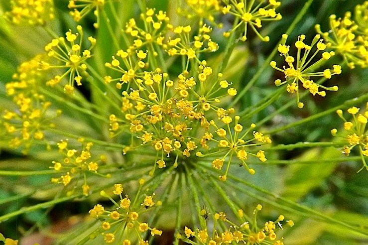 November Bloom Day in our Rwanda garden/enclos*ure