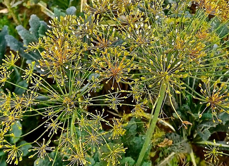 November Bloom Day in our Rwanda garden/enclos*ure