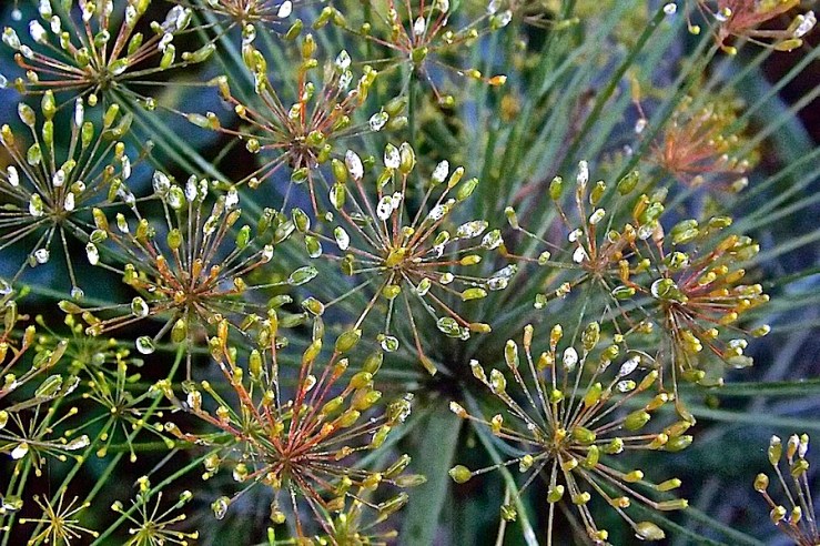 November Bloom Day in our Rwanda garden/enclos*ure