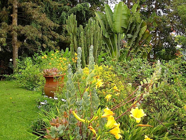 There are graptopetalums in the pots, among daylilies and more kalanchoe.