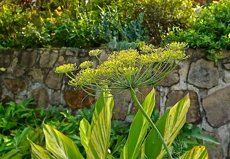 November Bloom Day in our Rwanda garden/enclos*ure