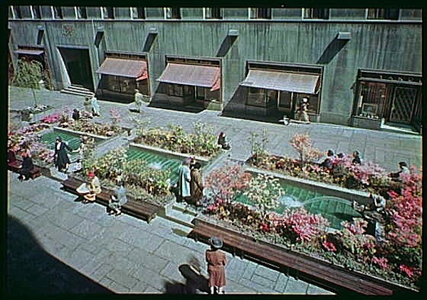 Pink azaleas in Rockefeller Center, NYC, 1945, Gottscho-Schlieisner Collection, Library of Congress:enclos*ure