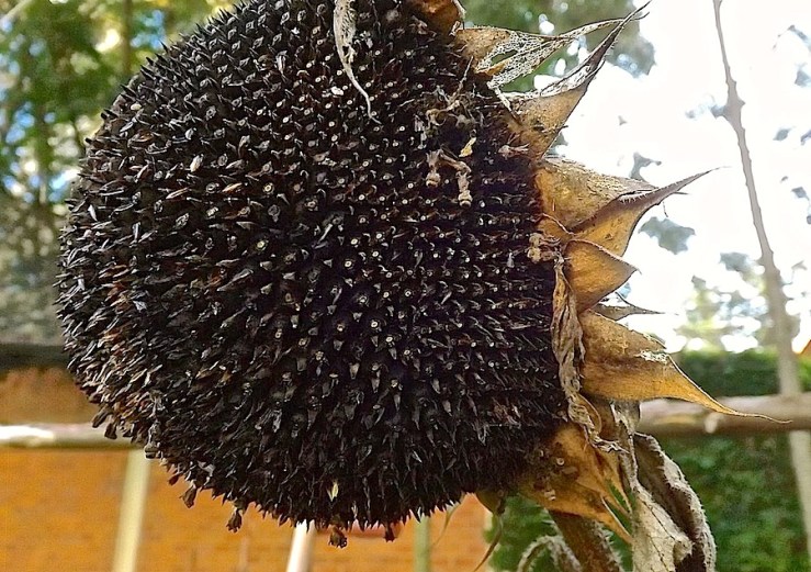 November Bloom Day in our Rwanda garden/enclos*ure
