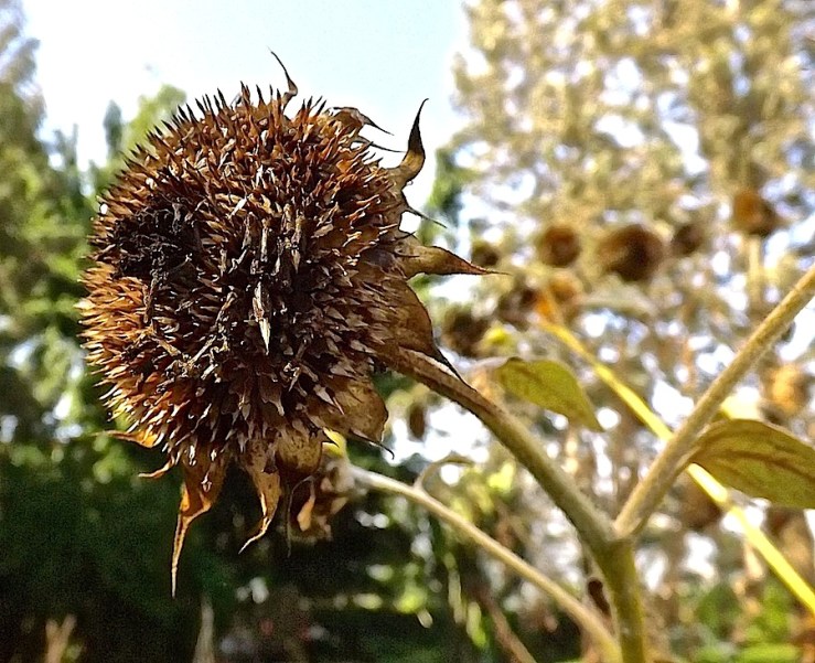 November Bloom Day in our Rwanda garden/enclos*ure