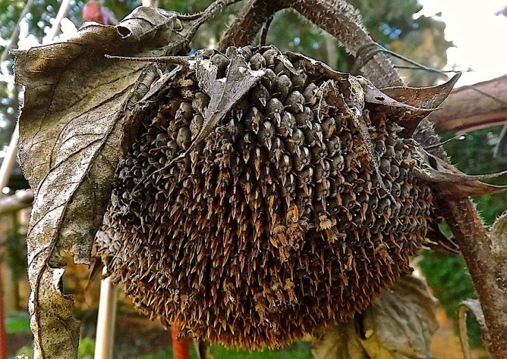November Bloom Day in our Rwanda garden/enclos*ure