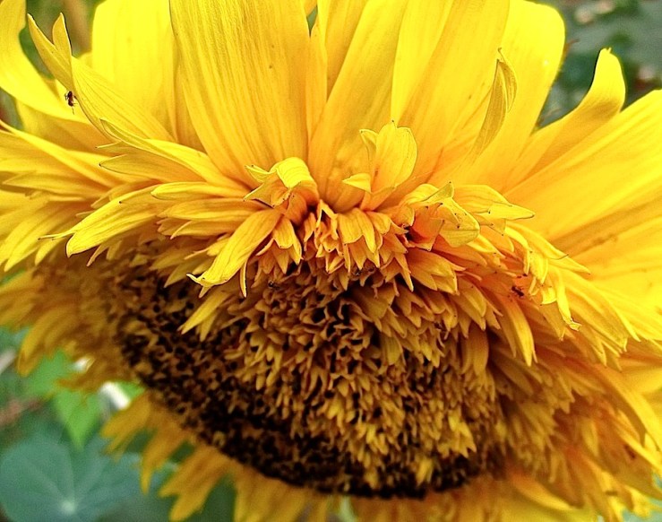 November Bloom Day in our Rwanda garden/enclos*ure