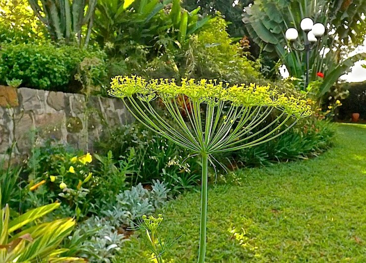 November Bloom Day in our Rwanda garden/enclos*ure