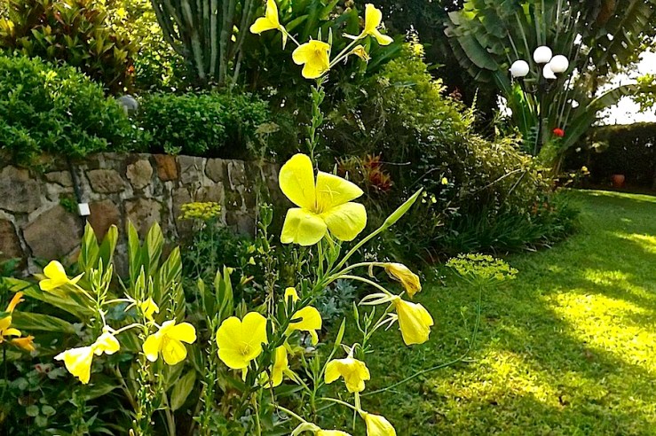 November Bloom Day in our Rwanda garden/enclos*ure