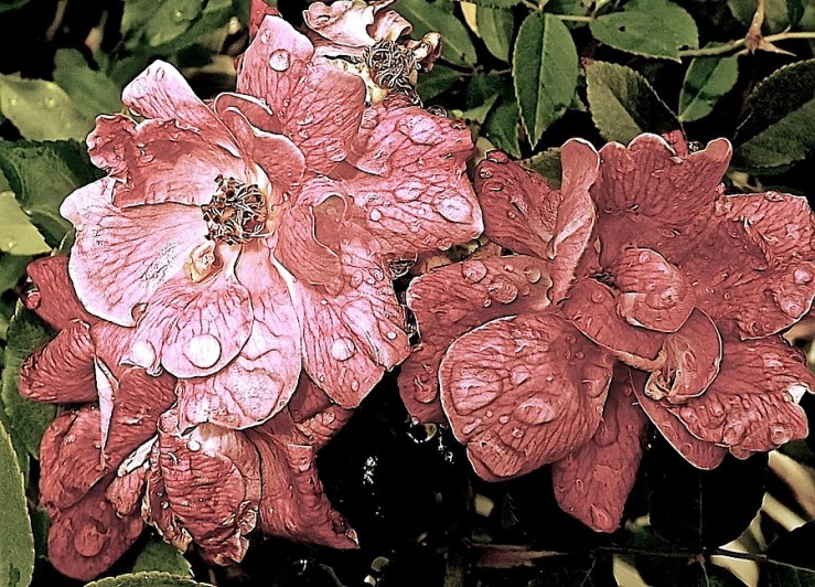 Pink rose in the rain/enclos*ure