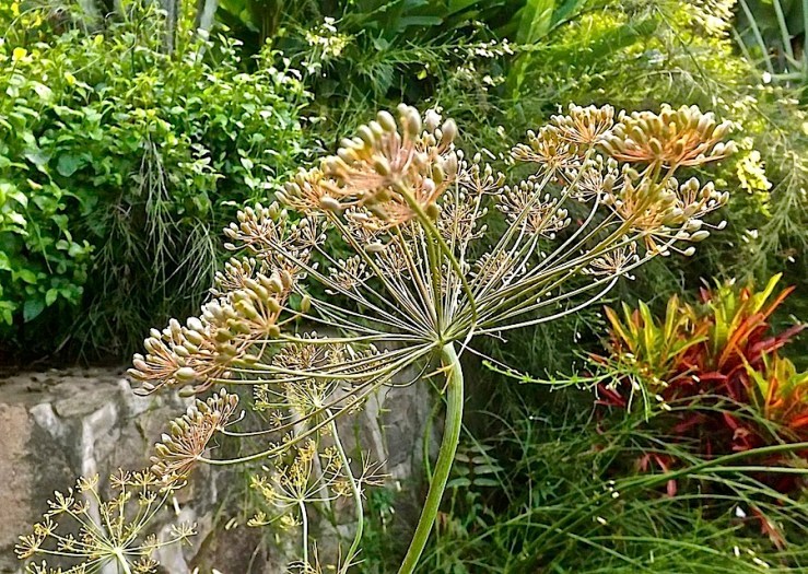 November Bloom Day in our Rwanda garden/enclos*ure