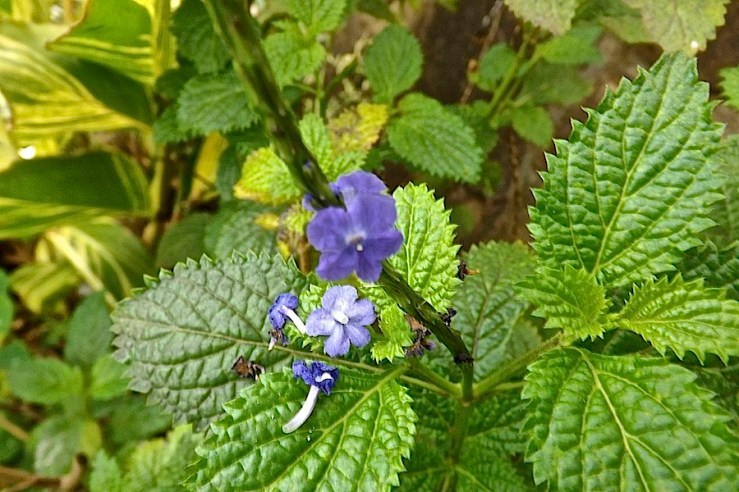 and this perennial -- possibly a salvia.  Does anyone know its name?