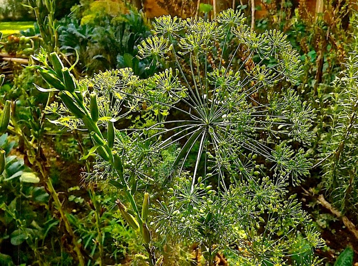 November Bloom Day in our Rwanda garden/enclos*ure