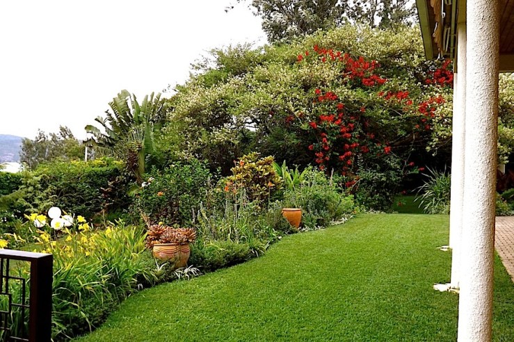 Looking back towards the north, our big acacia tree is blooming. . .