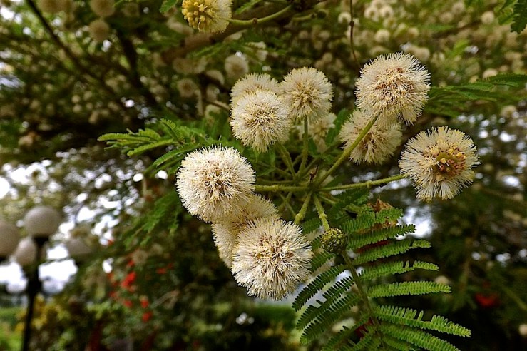 in white puffballs.