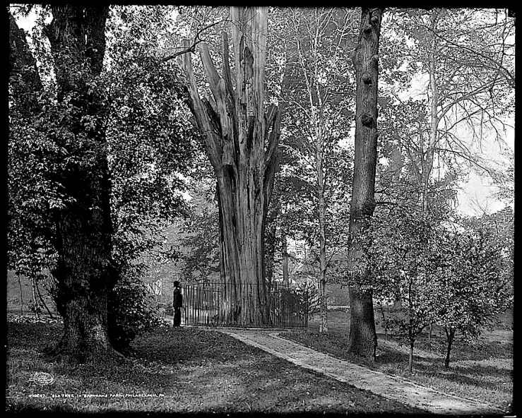 Vintage landscape: Bartram's old tree, c. 1908, Philadelphia, Pa./enclos*ure