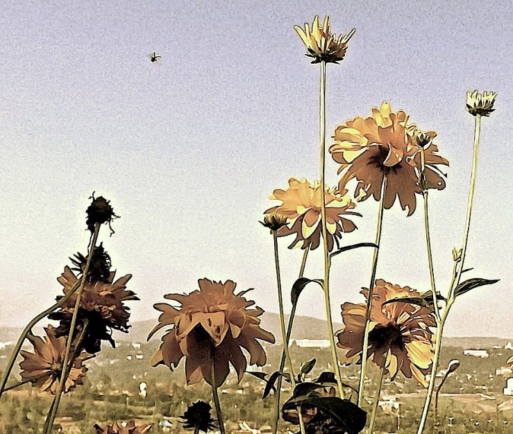 Double Rudbeckia laciniata/enclos*ure