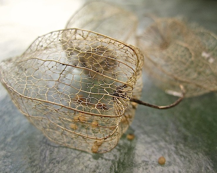 Cape gooseberry husks/enclos*ure
