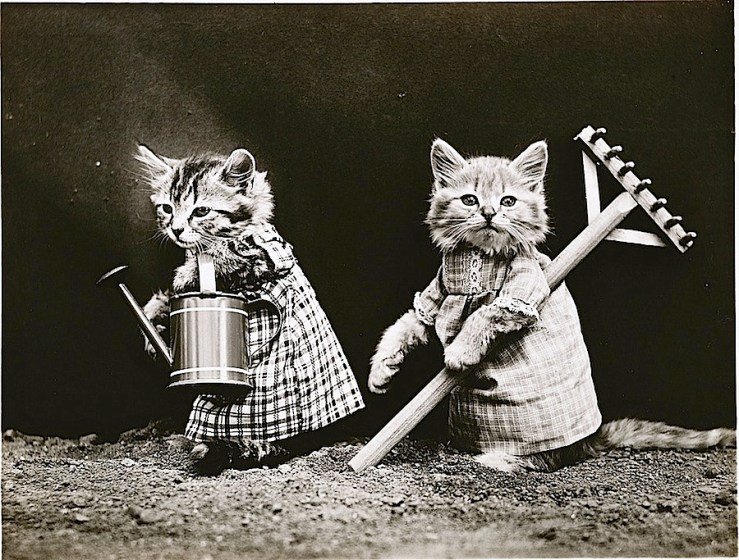 Gardening kittens, c. 1914, by Harry Whittier Frees, via Library of Congress