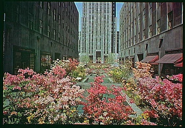 Pink azaleas in Rockefeller Center, NYC, 1945, Gottscho-Schlieisner Collection, Library of Congress:enclos*ure