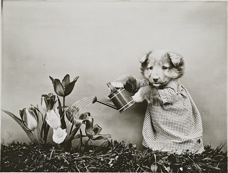 Gardening puppy, c. 1914, by Harry Whitter Frees, via Library of Congress