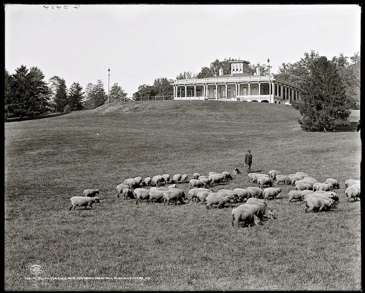 From the 1860s until his retirement in 1926, shepherd George Standish McCleary, cared for the park's grass-cutting herd of Southdown sheep. He was assisted by three Scotch collies.