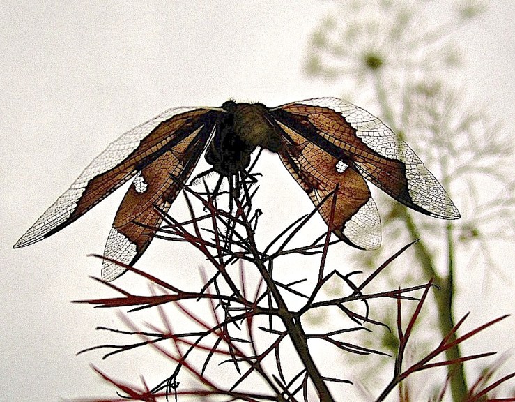 Sojourner, this morning in the garden/enclos*ure