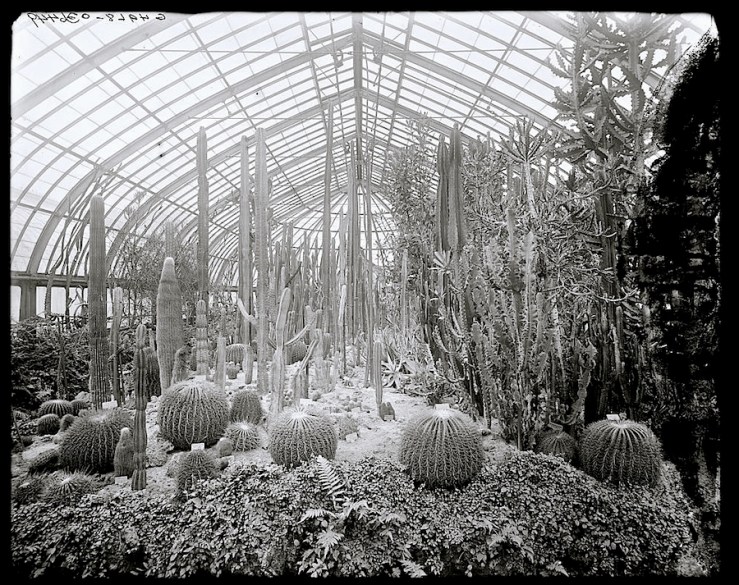 The winter garden/enclos*ure: Cacti House at the Phipps Conservatory in Pittsburgh between 1900 and 1910, via Library of Congress.