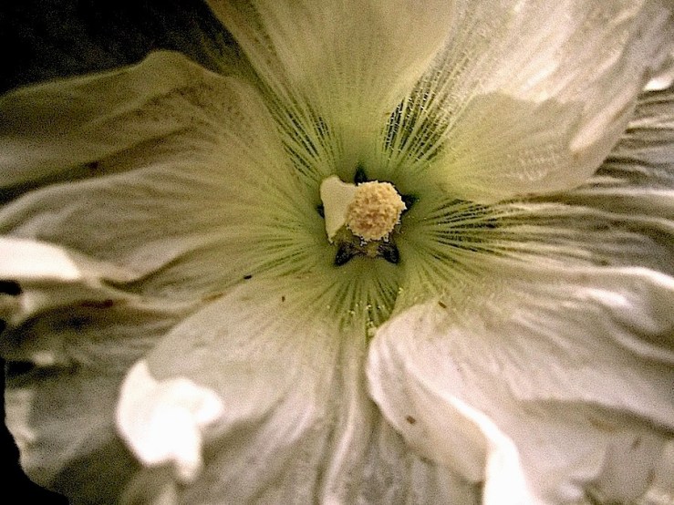 Bloom Day/enclos*ure: hollyhock