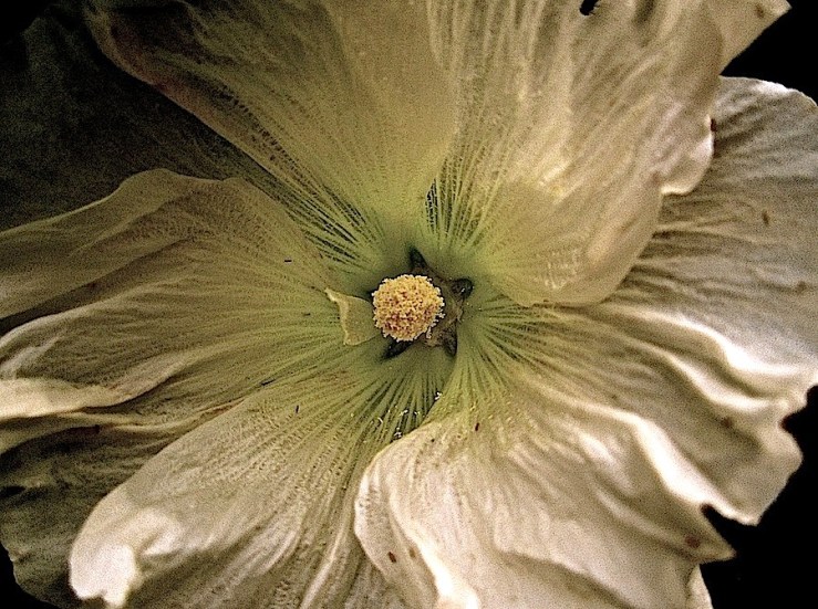 Bloom Day/enclos*ure: hollyhock