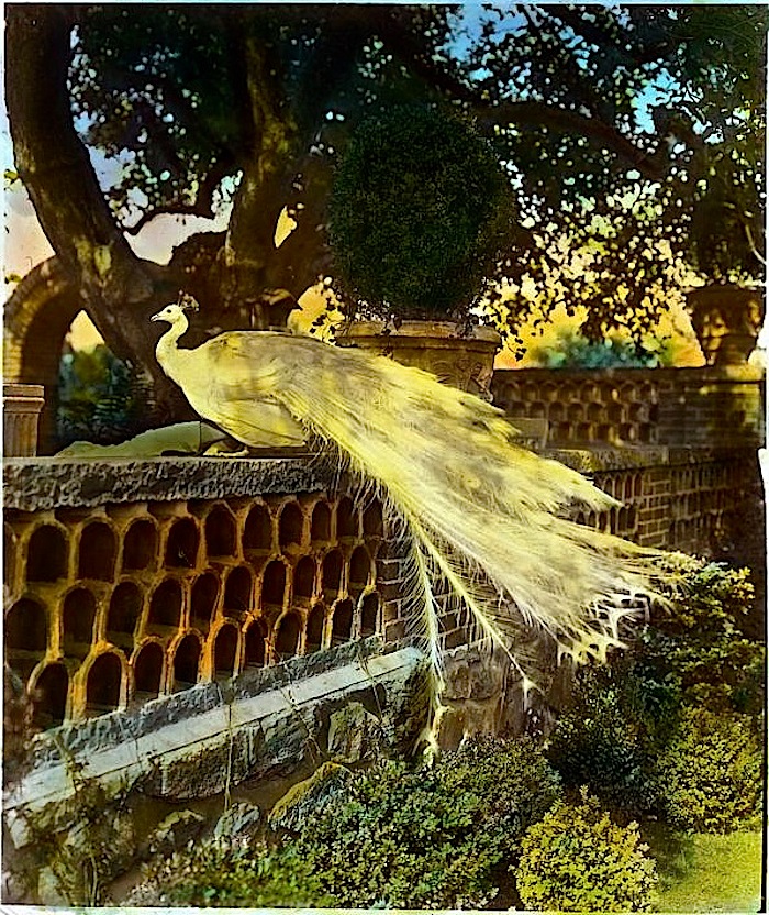 Wordless Wednesday/enclos*ure: Peacock, 1920, by Frances Benjamin Johnston, via Library of Congress
