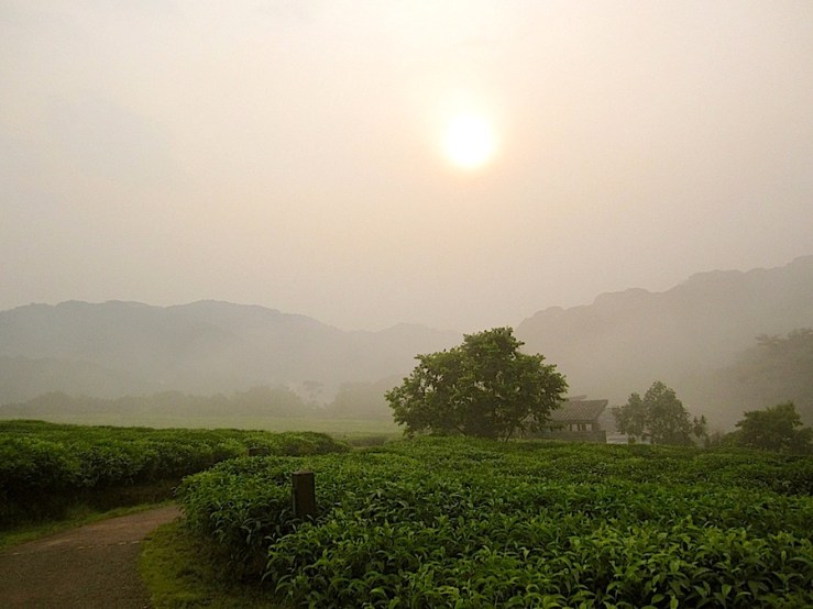 Nyungwe Forest Lodge/enclos*ure