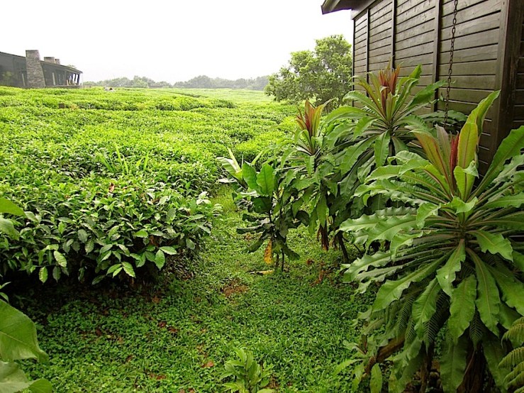Nyungwe Forest Lodge/enclos*ure