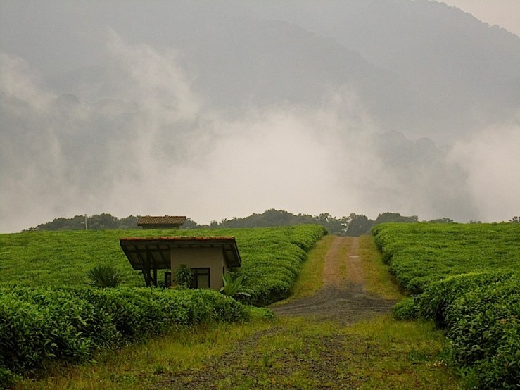 Nyungwe Forest Lodge/enclos*ure