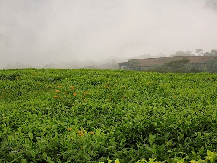 Nyungwe Forest Lodge/enclos*ure