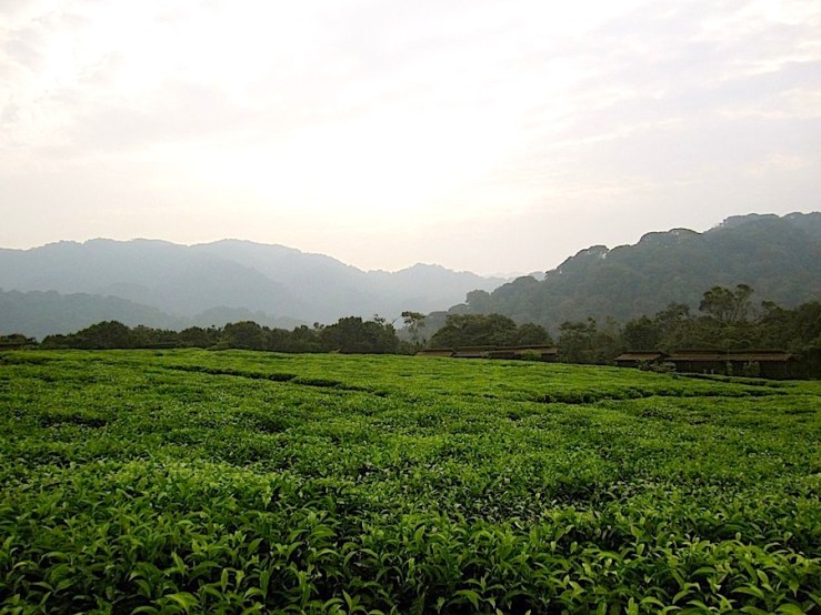 Nyungwe Forest Lodge/enclos*ure