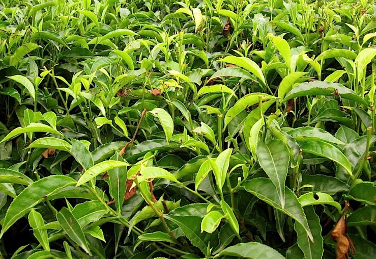 Nyungwe Forest Lodge/enclos*ure