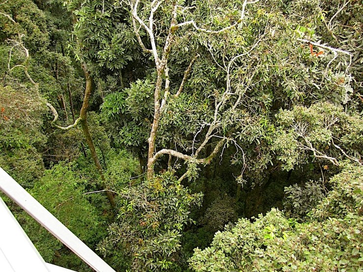 Nyungwe National Park/enclos*ure