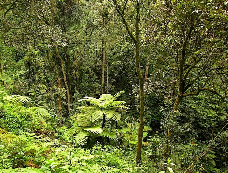 Nyungwe National Park/enclos*ure
