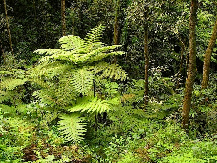 Nyungwe National Park/enclos*ure