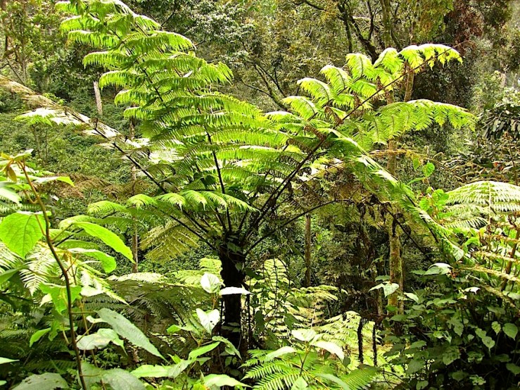 Nyungwe National Park/enclos*ure