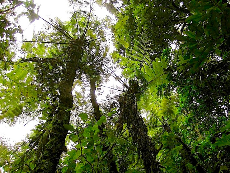 Nyungwe National Park/enclos*ure