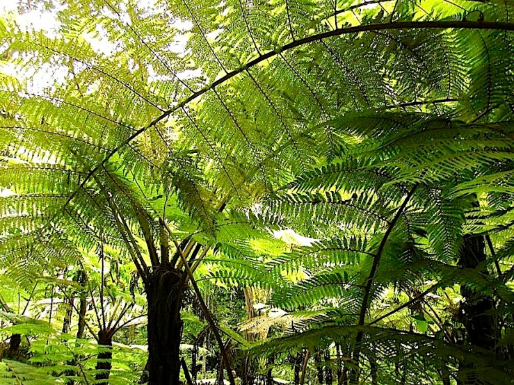 Nyungwe National Park/enclos*ure